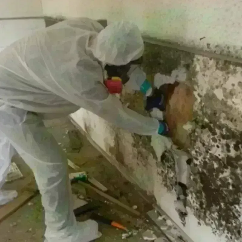 Mold Remediation and Removal in Harrodsburg, KY